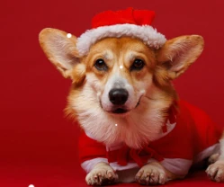 Velkomstbonus op til 1.000 kr. i kontanter Vind et gavekort på 2.500 kr. til Maxi Zoo